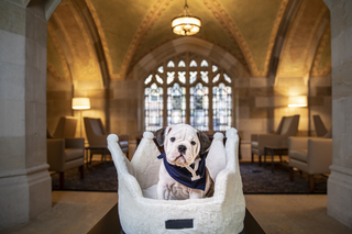 Yale’s mascot, an Olde English Bulldog, sitting in a crown-shaped dog bed in a cathedral-like room